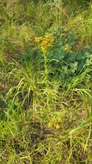 Solidago nitida