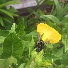 Xylocopa tabaniformis androleuca