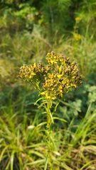 Solidago nitida