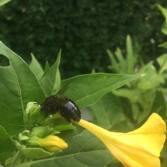 Xylocopa tabaniformis androleuca