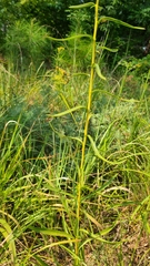 Solidago nitida