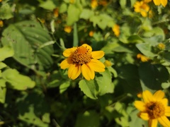 Heliopsis annua