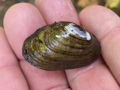 Toxolasma cylindrellum