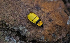 Chauliognathus missionum