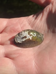 Toxolasma cylindrellum