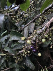 Thibaudia floribunda