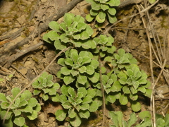 Antennaria virginica