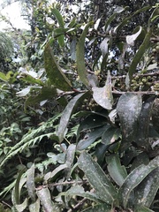 Thibaudia floribunda