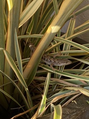 Elgaria multicarinata