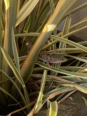 Elgaria multicarinata