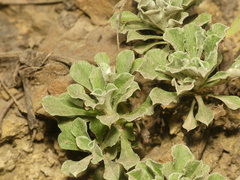 Antennaria virginica
