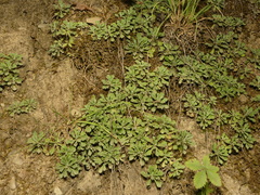 Antennaria virginica