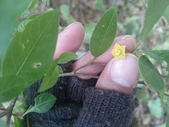 Capsicum rhomboideum