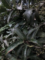 Thibaudia floribunda