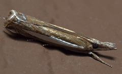 Crambus praefectellus