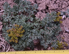 Cymopterus purpureus