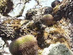 Mammillaria gigantea