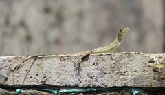 Ptyctolaemus gularis