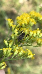 Merocoris distinctus