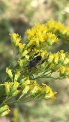 Merocoris distinctus