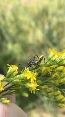 Merocoris distinctus