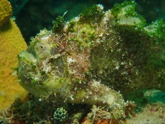 Lophiocharon lithinostomus