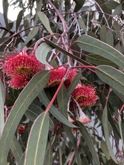 Eucalyptus caesia