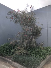Eucalyptus caesia