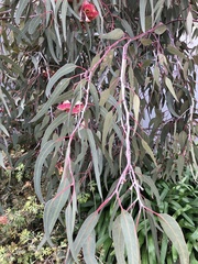Eucalyptus caesia