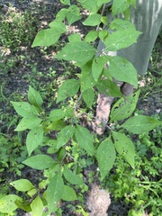 Forestiera acuminata