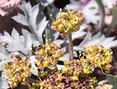 Cymopterus purpureus