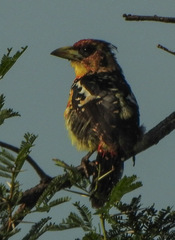 Trachyphonus vaillantii vaillantii