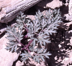 Cymopterus purpureus