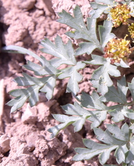 Cymopterus purpureus