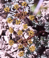 Cymopterus purpureus