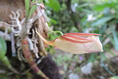 Galeandra