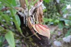 Galeandra