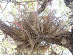 Tillandsia juncea