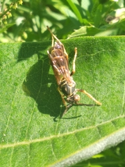 Polistes fuscatus