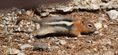 Callospermophilus lateralis certus