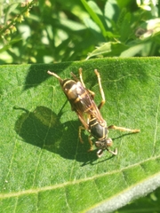 Polistes fuscatus