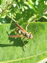 Polistes fuscatus