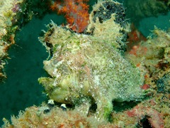 Lophiocharon lithinostomus