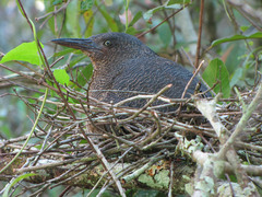 Zebrilus undulatus