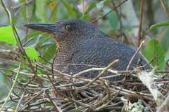 Zebrilus undulatus