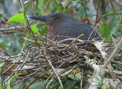 Zebrilus undulatus