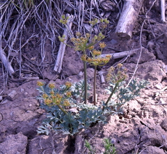 Cymopterus purpureus