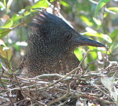 Zebrilus undulatus