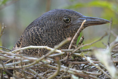 Zebrilus undulatus