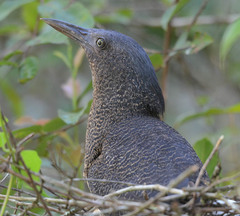 Zebrilus undulatus